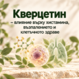 кверцетин